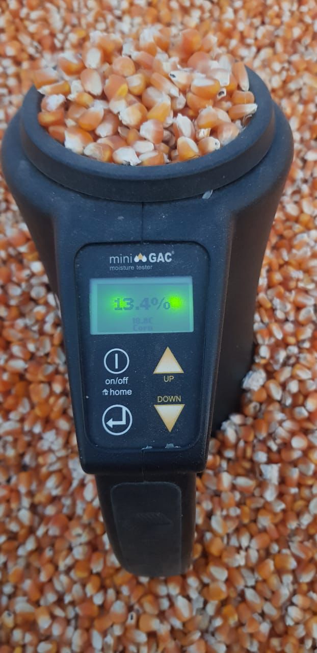 Premium Quality Corn for Animal Feed in Qatar - Protein-Rich, Aflatoxin-Free, Yellow Corn ||ذرة عالية الجودة للأعلاف الحيوانية في قطر - غنية بالبروتين وخالية من الأفلاتوكسين - ذرة صفراء