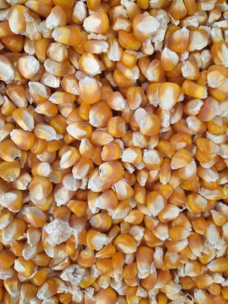 Premium Quality Corn for Animal Feed in Qatar - Protein-Rich, Aflatoxin-Free, Yellow Corn ||ذرة عالية الجودة للأعلاف الحيوانية في قطر - غنية بالبروتين وخالية من الأفلاتوكسين - ذرة صفراء